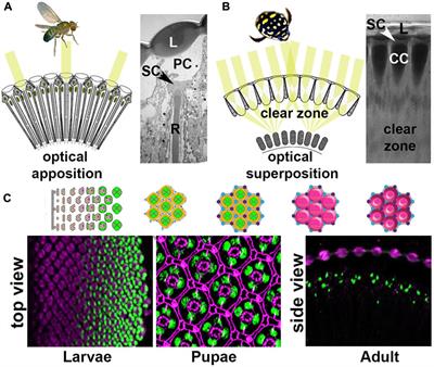 Probing the conserved roles of cut in the development and function of optically different insect compound eyes